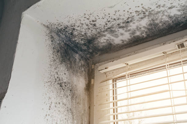 Affordable Attic Mold Remediation solutions in Mifflin, PA